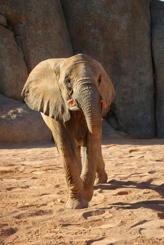 Jumbo eating all the carrots