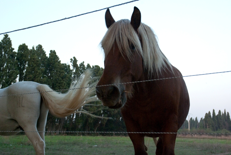 Horses near Graveson