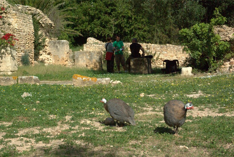 Turkeys in Carthage and some strange birds in the foreground too