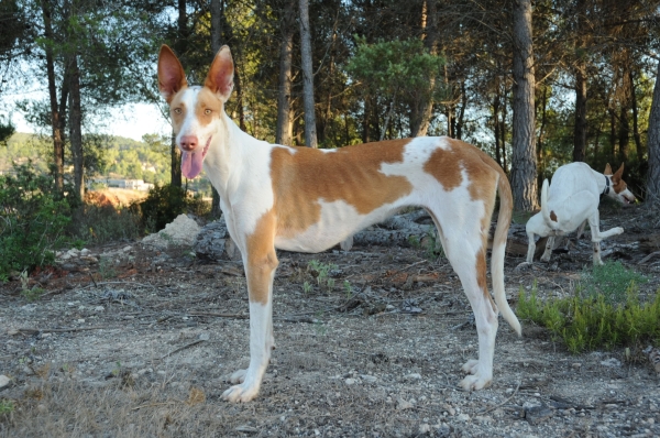 The Ca Eivissenc or Ibizan Hound